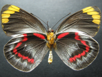 Adult Female Under of Black Jezebel - Delias nigrina